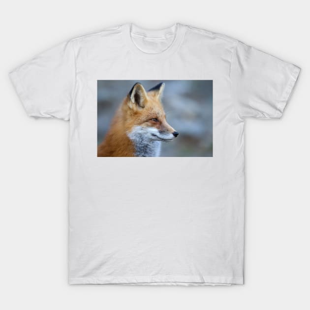 Red Fox - Algonquin Park, Canada T-Shirt by Jim Cumming